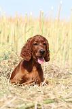SETTER IRLANDAIS 035